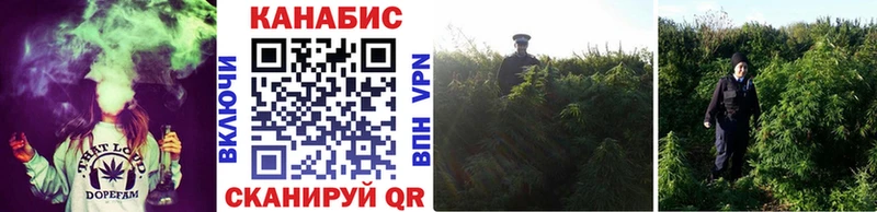 как найти закладки  Сясьстрой  Шишки марихуана OG Kush 